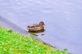 Single brown wild female mallard duck swimming on the water on the background of the water surface Royalty Free Stock Photo