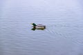 Single brown wild male mallard duck swimming on the water on the background of the water surface Royalty Free Stock Photo