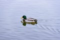 Single brown wild male mallard duck swimming on the water on the background of the water surface Royalty Free Stock Photo