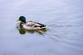 Single brown wild male mallard duck swimming on the water on the background of the water surface Royalty Free Stock Photo