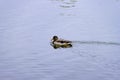 Single brown wild male mallard duck swimming on the water on the background of the water surface Royalty Free Stock Photo