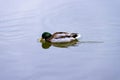 Single brown wild male mallard duck swimming on the water on the background of the water surface Royalty Free Stock Photo