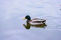 Single brown wild male mallard duck swimming on the water on the background of the water surface Royalty Free Stock Photo