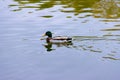 Single brown wild male mallard duck swimming on the water on the background of the water surface Royalty Free Stock Photo