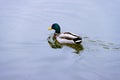 Single brown wild male mallard duck swimming on the water on the background of the water surface Royalty Free Stock Photo