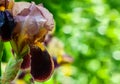 Single brown-yellow sharp closeup iris flower on blurry green garden background with placeholder