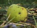 Close-up of a Fallen Green Apple Royalty Free Stock Photo
