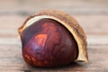 Single Buckeye Chestnut in Shell. Fresh conkers on wood background Royalty Free Stock Photo