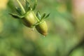 Single bud on end of green stem with water droplet hanging Royalty Free Stock Photo