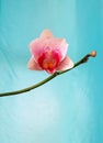 Single bud orchid flower on turquoise background