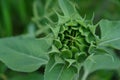 Single bud of a sunflower plant, close-up on a blurred background Royalty Free Stock Photo