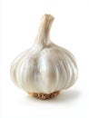 Single Garlic Bulb on White Background Royalty Free Stock Photo