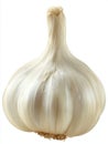 Single Bulb of Off White Garlic on White Background Royalty Free Stock Photo