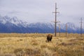 Single bull bison Royalty Free Stock Photo