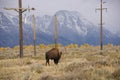 Single bull bison walking wherever he wants Royalty Free Stock Photo