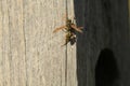 Bumblebee on wooden fence, looking for flowers Royalty Free Stock Photo