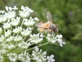 bumblebee pollinating on white weed flower