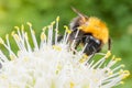 A single bumblebee pollinating a wild flower Royalty Free Stock Photo