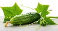 Fresh green cucumber with leaves isolated on white background Royalty Free Stock Photo