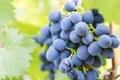 Single bunch grapes on vine. Close-up of bunches of ripe wine grapes on vine. Blue grapes in a vineyard Royalty Free Stock Photo