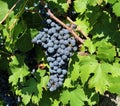 Single bunch of Merlot among the vine leaves Royalty Free Stock Photo