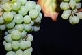 Single bunch of Shiraz grapes on vine Royalty Free Stock Photo