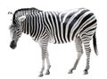 Single burchell zebra isolated on white Royalty Free Stock Photo