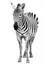 Single burchell zebra isolated on white