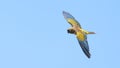Single Burrowing parrot in flight Royalty Free Stock Photo