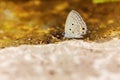Single butterfly catch on stone floor with golden bokeh