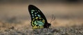 Single butterfly with closed wings on sand