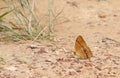 Single butterfly eating salt on ground