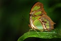 Single Butterfly on Flower or Plant Feeding on Nectar Royalty Free Stock Photo