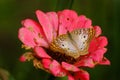 Single Butterfly on Flower or Plant Feeding on Nectar Royalty Free Stock Photo