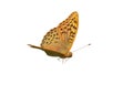 Single butterfly flying on white background