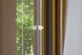 Single butterfly on a glass window