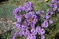 Single butterfly pollinating purple flowers of Michaelmas daisies