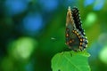 A Single Butterfly Standing on A Leaf