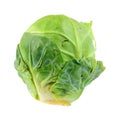 Single Cabbage Bud