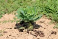 Single Cabbage or Headed cabbage leafy green annual vegetable crop growing in local garden surrounded with dry soil and other