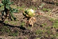 Single Cabbage or Headed cabbage leafy green vegetable crop with light green leaves and partially dried brown leaves