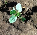 Single cabbage seedling