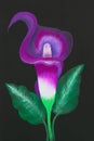Single Cala lily on black background