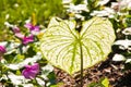 Single Caladium Leaf Royalty Free Stock Photo
