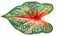 Single caladium leaf Royalty Free Stock Photo