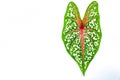 Single caladium leaf Royalty Free Stock Photo