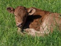 Calf in Meadow Royalty Free Stock Photo