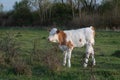 Single calf stand in pasture side view