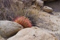 Single California Barrel Cactus - Ferocactus cylindraceus Royalty Free Stock Photo