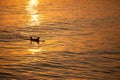 Single California surfer at sunset Royalty Free Stock Photo